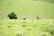 Roan Antelope on the Hills