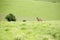 Roan Antelope on the Hills