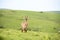 Roan Antelope on the Hills of Nyika Plateau