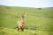 Roan Antelope on the Hills of Nyika Plateau