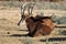 Roan antelope with large horns