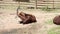 Roan antelope lying down on ground, captivity