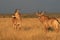 Roan antelope in the Northern Cape
