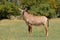 Roan antelope standing in grassland