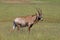Roan antelope standing in green grassland