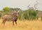 Roan Antelope standing looking directly into camera, with a natural bushveld background in Hwange National