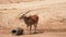 Roan antelope standing near the water on the green field in Tanzania