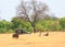 A Roan Antelope stands on the african plains with a safri truck and tourists in the background, Hwange National Park