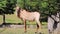 Roan Antelope is walking on green grass