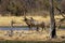 Roan antelope in the wild