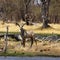 Roan antelope in the wild