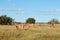 Roan antelopes in natural habitat