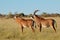 Roan antelopes in natural habitat