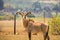 Roan Antelopes Standing in Fenced Area, Swaziland