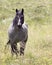 Roan Australian Brumby Stallion