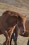 Roan Chestnut Horse Sticking his Tongue Out