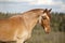 A roan horse in a pasture