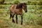 Roan horse in pasture