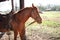 Roan Horse saddled up