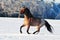 Roan horse in winter field