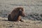 Roan Icelandic Horse Resting on a Farm