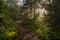 Roan Mountain, Crepuscular rays, Tennessee forest