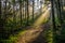 Roan Mountain, Crepuscular rays, Tennessee forest