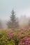 Roan Mountain Gardens of Natural Catawba Rhododendron