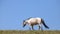 Roan Red Wild Horse Mustang Stallion on hillside in the Pryor Mountains Wild Horse Range