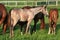 Roan Thoroughbred colt grazes with others