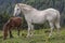Roan white mare with her foal