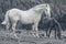 Roan white mare with her foal