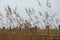 Roanoke Marsh Lighthouse through the deep grasses of the local m