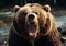 Roar of large hungry wild grizzly brown mammal bear.Macro.AI Generative