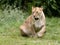 Roaring African lioness