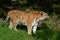 Roaring Amur Tiger Standing In Meadow