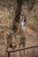 Roaring Arabian wolf behind the chain-link fences in an animal reserve in Hellin, Spain