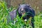 Roaring bear in Zoological Park in New Delhi, India