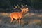 Roaring bellowing male stag deer