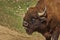 Roaring bison male head