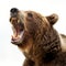 Roaring Brown Bear Close-up