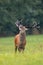 Roaring dominant red deer stag in mating season