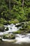 Roaring Fork Creek in the Great Smoky Mountains USA