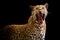 A roaring leopard looks fierce on a black background