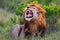 Roaring Lion Ron in Masai Mara