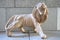 A roaring lion sculpture statue outside Flower Dome at Gardens by the Bay