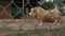 Roaring lion in Zoo of Islamabad, Pakistan