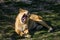 Roaring lioness lying on the grass