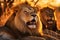 Roaring Majesty: Two Majestic Male Lions in Golden Savannah