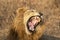 Roaring male lion in kruger park south africa